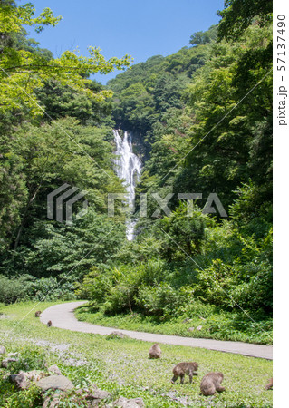神庭の滝と野生のニホンザル 57137490