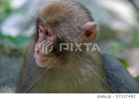 神庭の滝自然公園の野生のニホンザル 57137492