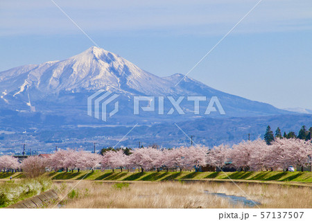 宮川の千本桜と磐梯山 福島県 会津美里町 の写真素材