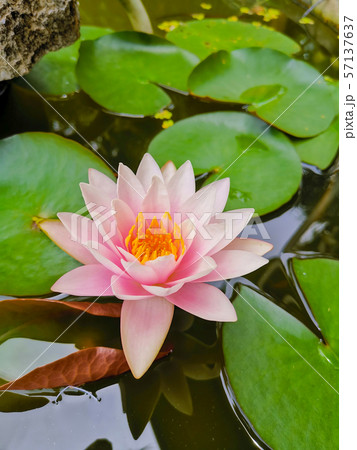 Pink beautiful lotus or waterlilly with green Pink beautiful lotus or waterlilly with green 57137637