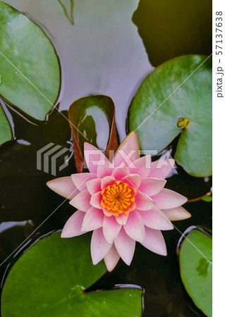 Pink beautiful lotus or waterlilly with green Pink beautiful lotus or waterlilly with green 57137638