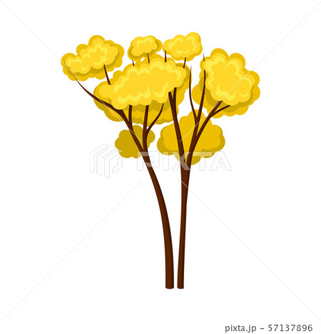 Two thin trees with yellow foliage. Vector illustration on a white background. Two thin trees with yellow foliage. Vector illustration on a white background. 57137896