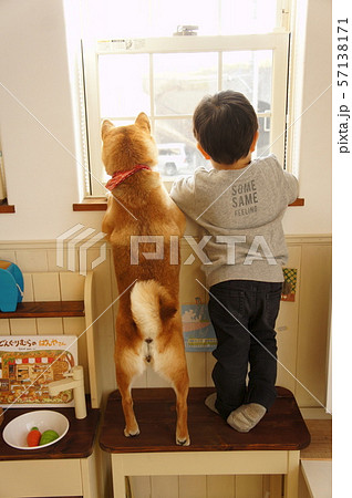 窓の外を見る柴犬と子供の写真素材