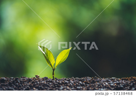 Plant tree Growing On Field nature light 57138468