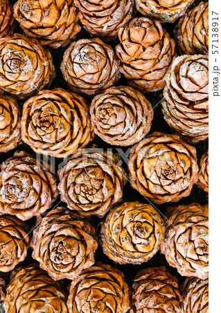 Background of brown cedar cones with resin Background of brown cedar cones with resin 57138917