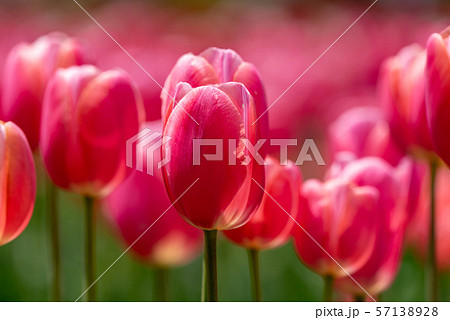 ピンクのチューリップの花 ピンクのチューリップの花 57138928