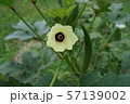 オクラの花 57139002