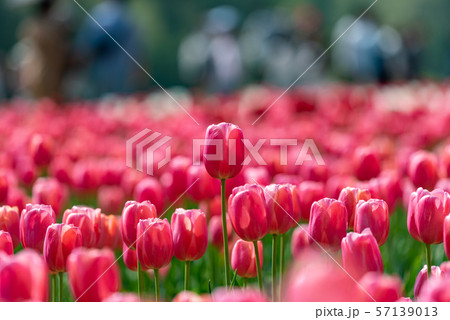 ピンクのチューリップの花の写真素材
