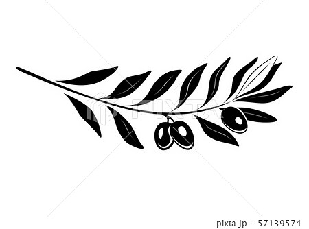 Olive branch with black olives and leaves. 57139574