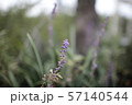 紫 花 野生の花 57140544