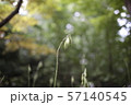実 種子 花 57140545