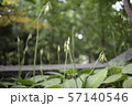 実 種子 花 57140546