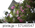 花 木 植物 57140547