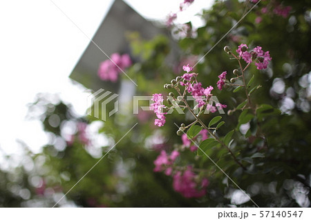 花 木 植物 57140547