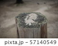 年輪 木 断面 57140549