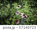 オオハンゴンソウ属 夏の花 花 57140723