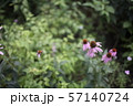 オオハンゴンソウ属 夏の花 花 57140724