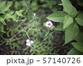花 なでしこ ナデシコ 57140726