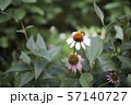 夏の花 オオハンゴンソウ属 白 57140727