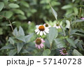 夏の花 オオハンゴンソウ属 白 57140728