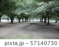 森 自然 植物 57140730