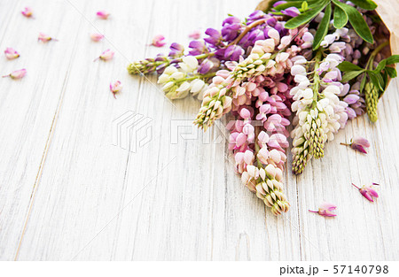 Pink lupine flowers Pink lupine flowers 57140798