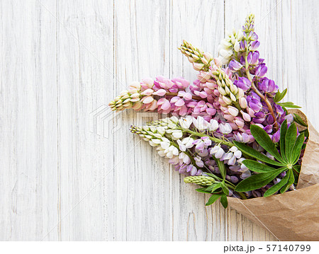 Pink lupine flowers Pink lupine flowers 57140799