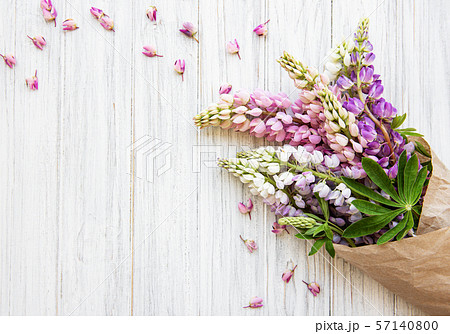Pink lupine flowers Pink lupine flowers 57140800