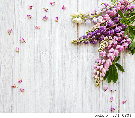 Pink  lupine flowers 57140803