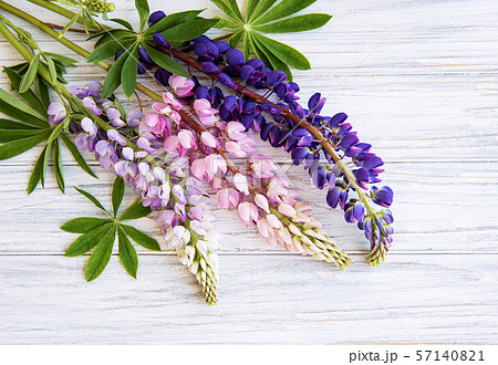 Pink and purple lupine flowers 57140821