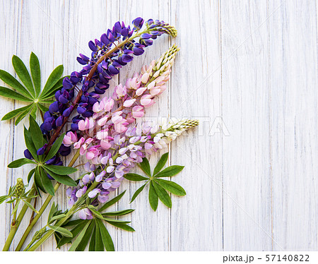 Pink and purple lupine flowers 57140822