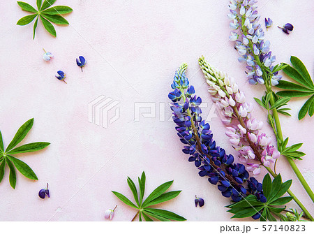 Pink and purple lupine flowers 57140823