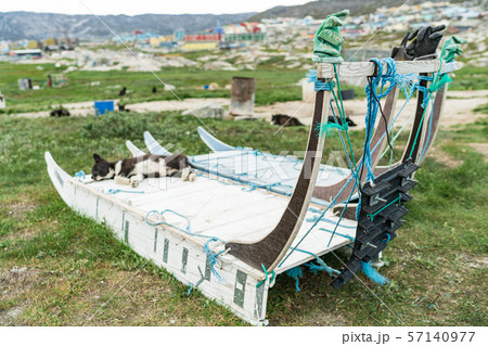 Greenland dog sled and husky sled dog puppy in Ilulissat Greenland Greenland dog sled and husky sled dog puppy in Ilulissat Greenland 57140977