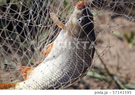 carp fish net ground background carp fish net ground background 57141595