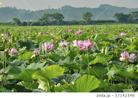 伊豆沼のハス 伊豆沼のハス 57142346