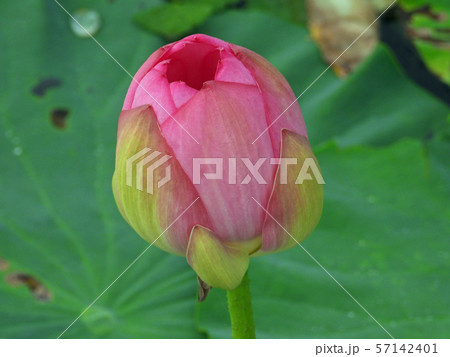 蓮の開花 57142401