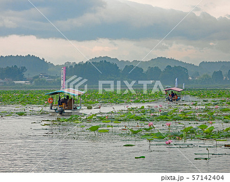 伊豆沼　はすまつり 57142404
