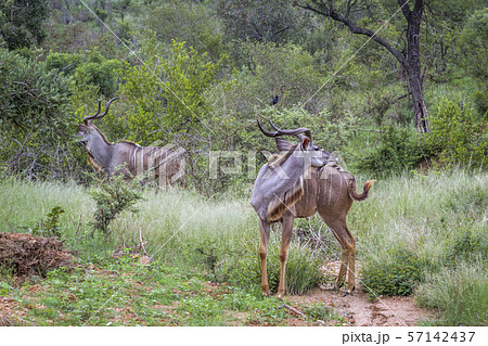 Greater kudu in Kruger National park, South Africa 57142437