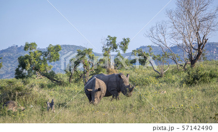 Southern white rhinoceros in Kruger National park, Southern white rhinoceros in Kruger National park, 57142490