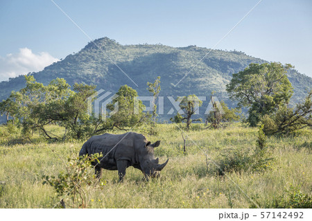 Southern white rhinoceros in Kruger National park, 57142492