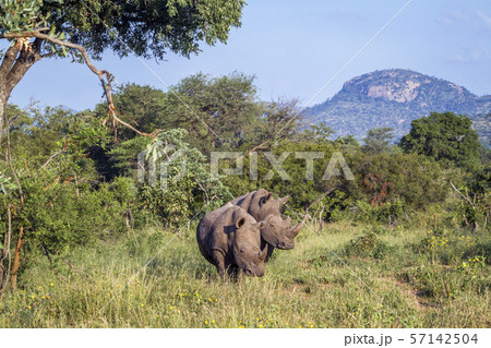 Southern white rhinoceros in Kruger National park, 57142504