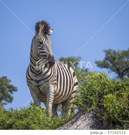 Plains zebra in Kruger National park, South Africa 57142515