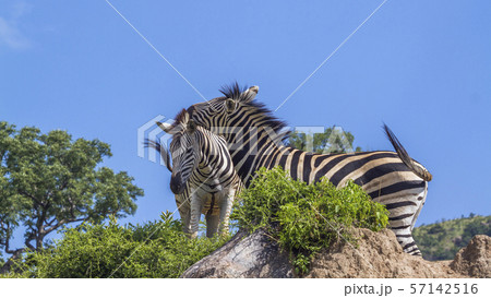 Plains zebra in Kruger National park, South Africa 57142516