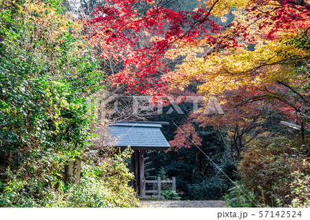 福土神社と紅葉 日向大神宮 福土神社と紅葉 日向大神宮 57142524