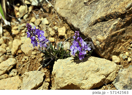 蛇紋岩植物 アポイクワガタの写真素材 [57142563] - PIXTA