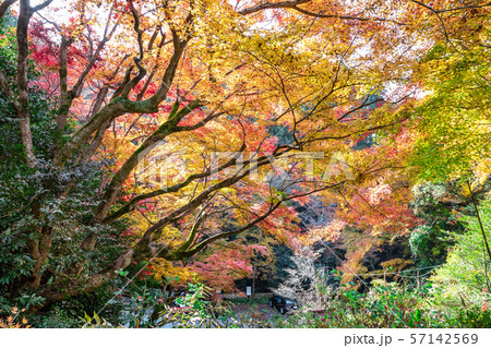 山の美しい紅葉 日向大神宮 57142569