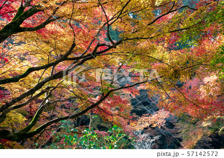 山の美しい紅葉 日向大神宮 山の美しい紅葉 日向大神宮 57142572