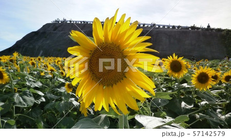 ひまわり 57142579