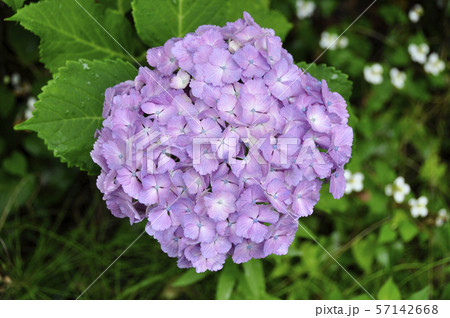アジサイの花 57142668