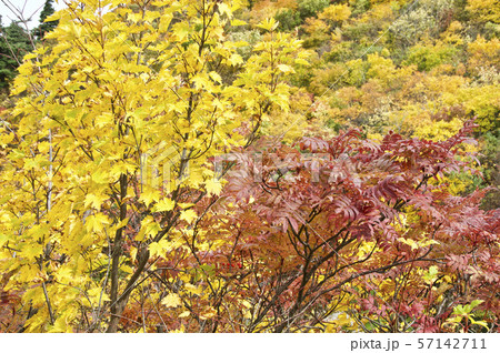 錦秋の栗駒山おいらんコース 57142711